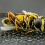 Honeybee Robotics Technology